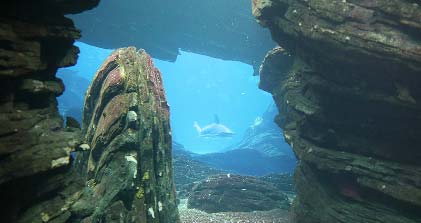 A Unique Experience to Oceanarium